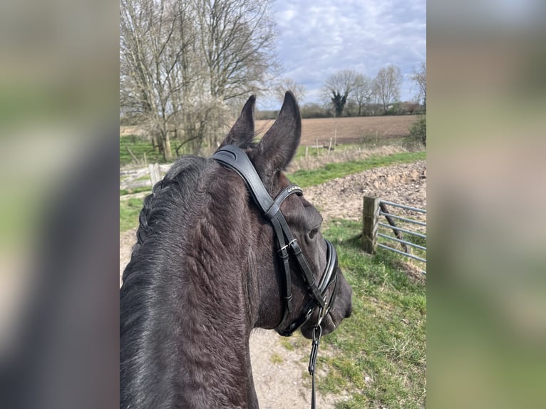 Friesen Stute 7 Jahre 161 cm Rappe in Wadenoijen