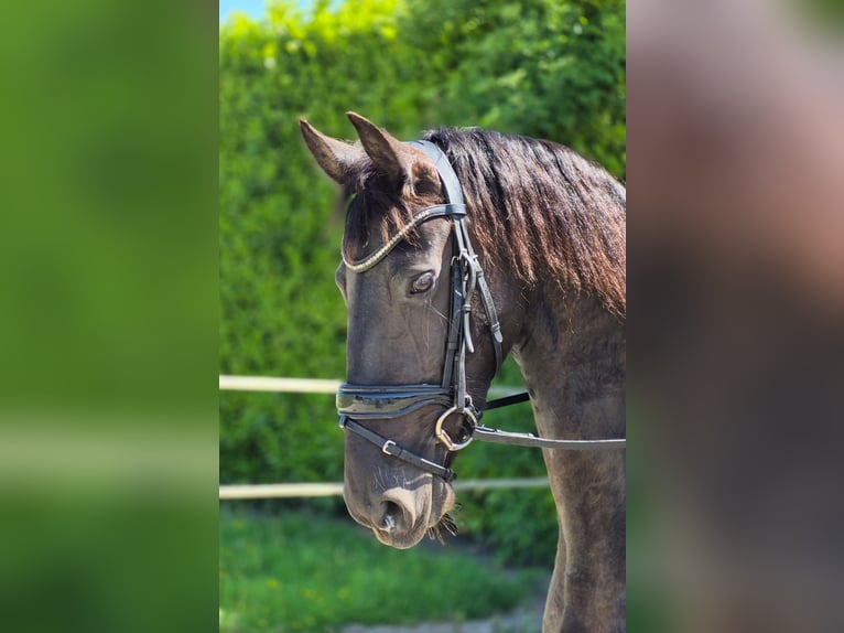 Friesen Stute 7 Jahre 161 cm Rappe in Wadenoijen