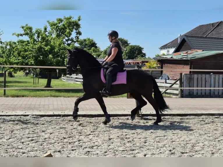 Friesen Stute 7 Jahre 161 cm Rappe in Wadenoijen