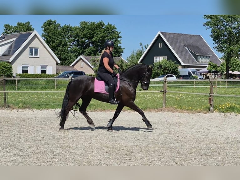 Friesen Stute 7 Jahre 161 cm Rappe in Wadenoijen