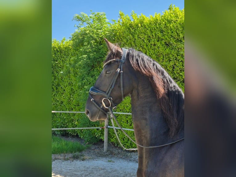 Friesen Stute 7 Jahre 161 cm Rappe in Wadenoijen