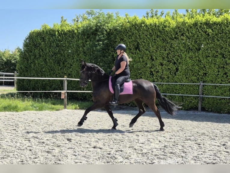 Friesen Stute 7 Jahre 161 cm Rappe in Wadenoijen