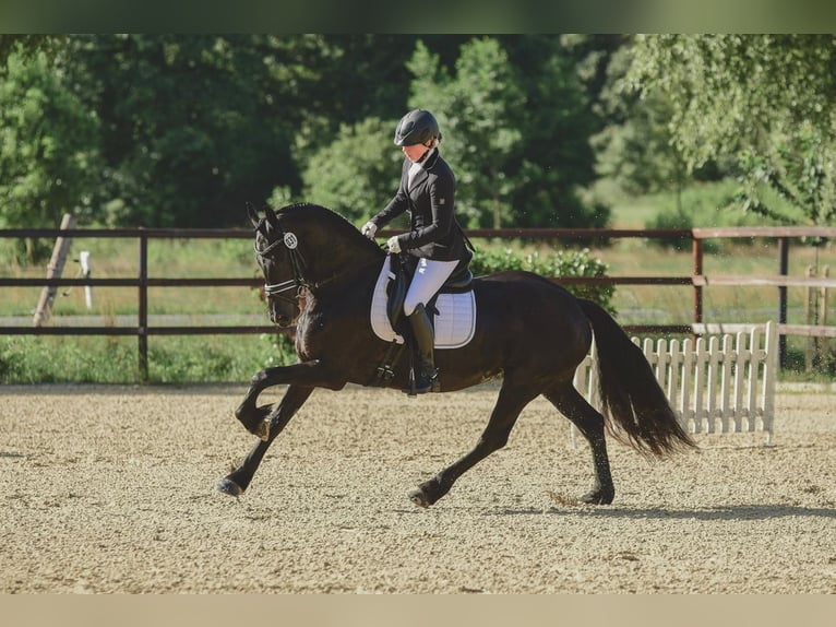 Friesen Stute 7 Jahre 162 cm Rappe in Schee&#xDF;el