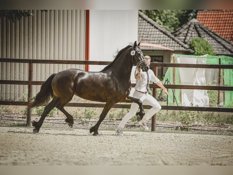 Friesen Stute 7 Jahre 162 cm Rappe in Schee&#xDF;el