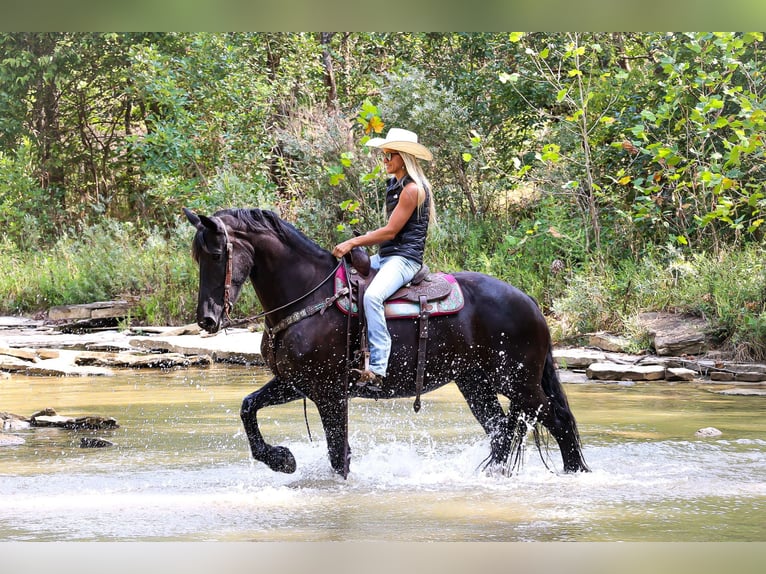 Friesen Stute 7 Jahre 163 cm Rappe in Flemingsburg KY