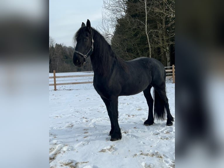 Friesen Stute 7 Jahre 164 cm in Bad Griesbach im Rottal