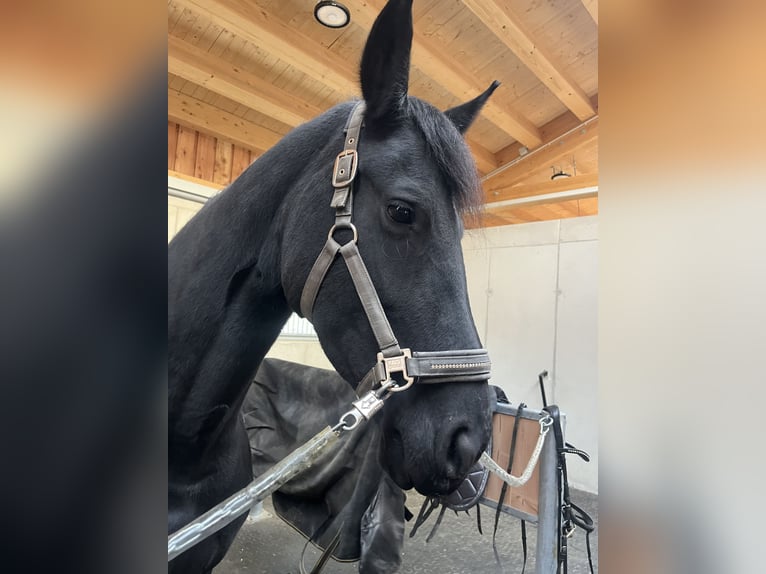 Friesen Stute 7 Jahre 164 cm Rappe in Tegernsee