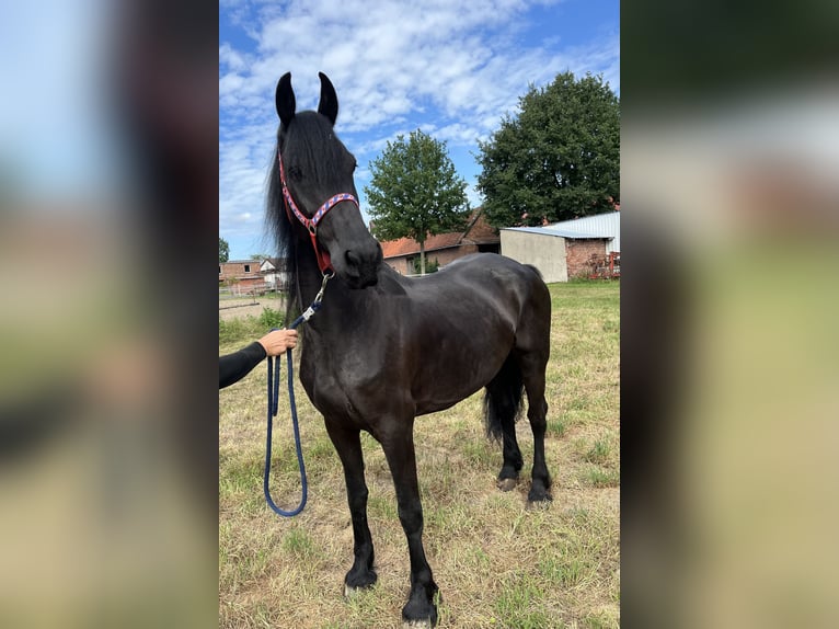 Friesen Stute 7 Jahre 164 cm Rappe in Edemissen