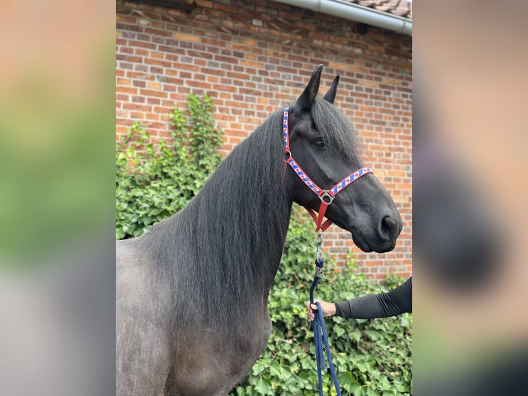 Friesen Stute 7 Jahre 164 cm Rappe in Edemissen