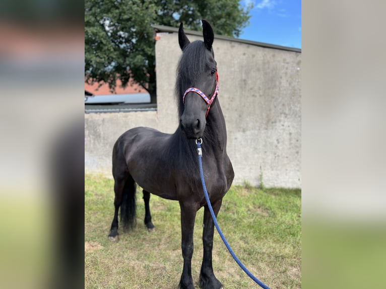 Friesen Stute 7 Jahre 164 cm Rappe in Edemissen