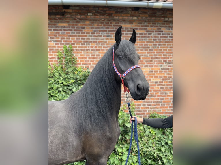 Friesen Stute 7 Jahre 164 cm Rappe in Edemissen