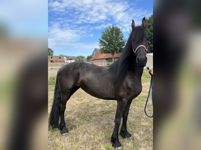 Friesen Stute 7 Jahre 164 cm Rappe in Edemissen