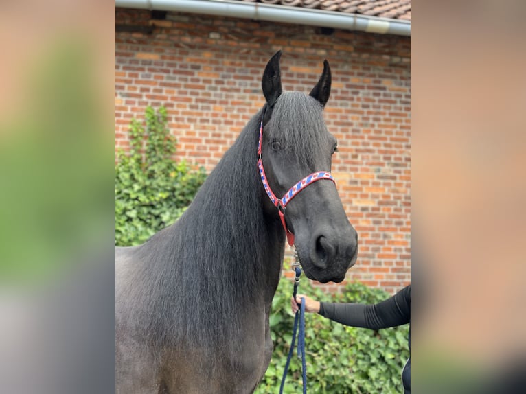 Friesen Stute 7 Jahre 164 cm Rappe in Edemissen