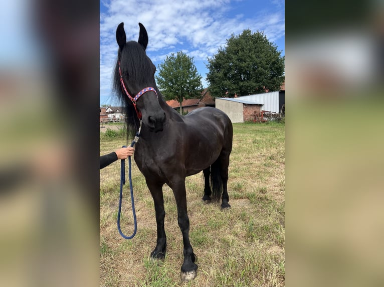 Friesen Stute 7 Jahre 164 cm Rappe in Edemissen