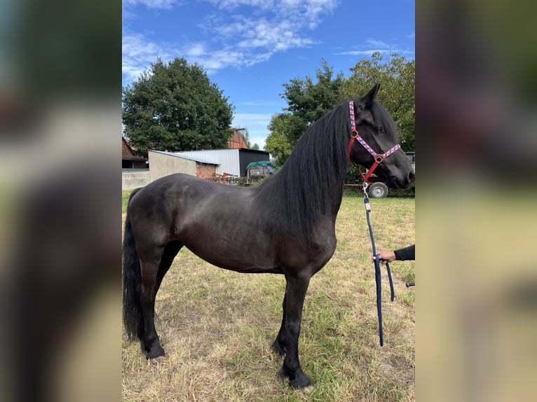 Friesen Stute 7 Jahre 164 cm Rappe in Edemissen