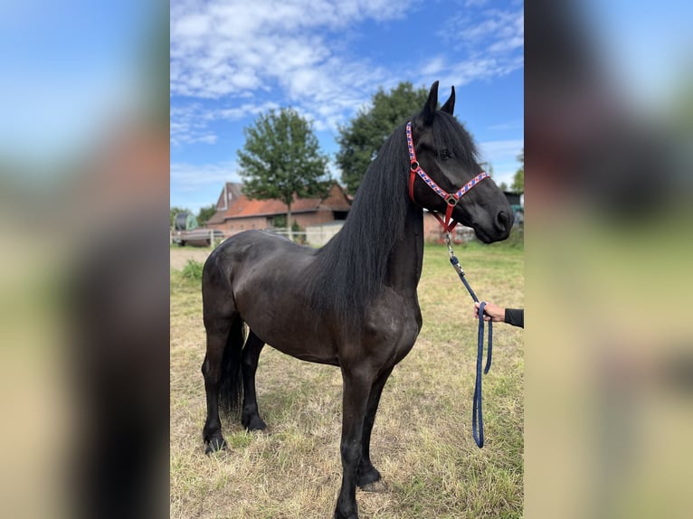 Friesen Stute 7 Jahre 164 cm Rappe in Edemissen