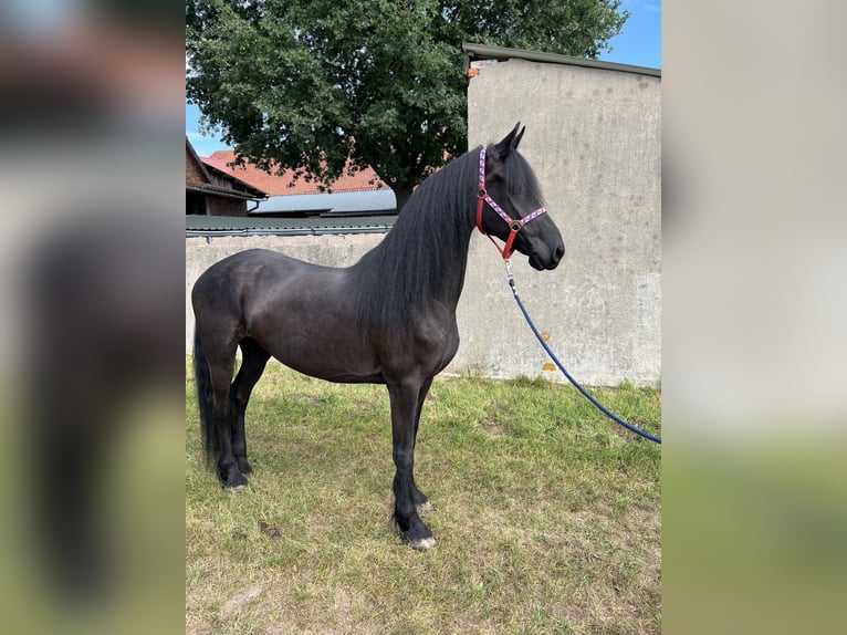 Friesen Stute 7 Jahre 164 cm Rappe in Edemissen