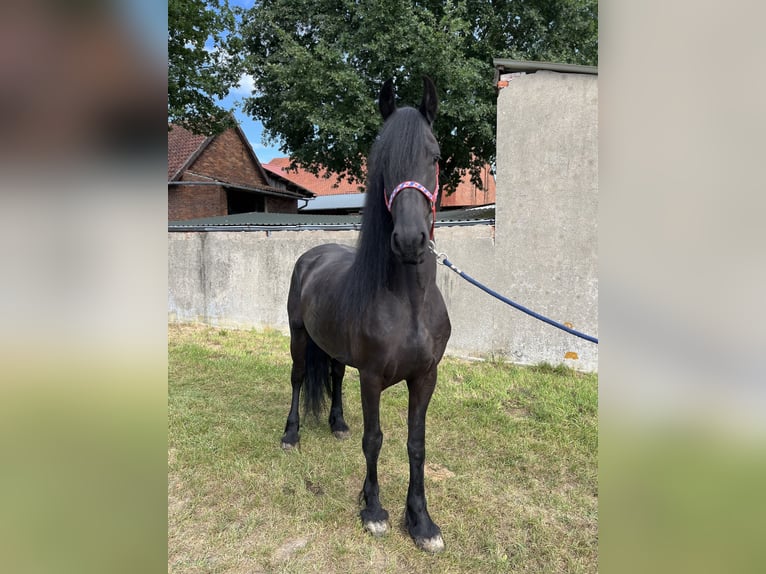 Friesen Stute 7 Jahre 164 cm Rappe in Edemissen