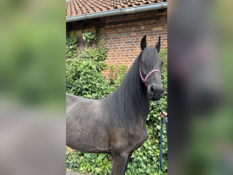 Friesen Stute 7 Jahre 164 cm Rappe in Edemissen