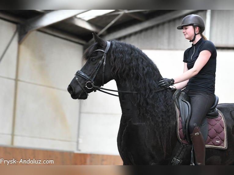 Friesen Stute 7 Jahre 165 cm Rappe in Mijnsheerenland