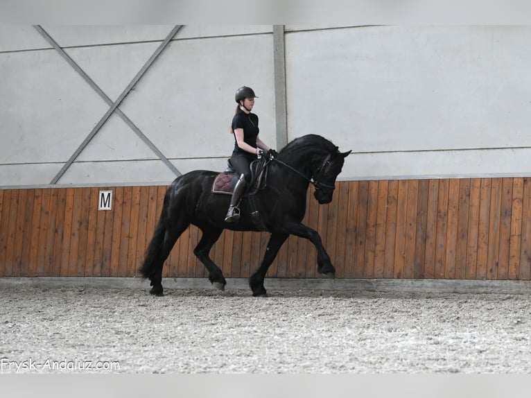 Friesen Stute 7 Jahre 165 cm Rappe in Mijnsheerenland