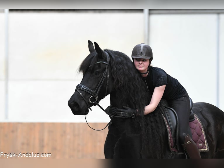 Friesen Stute 7 Jahre 165 cm Rappe in Mijnsheerenland