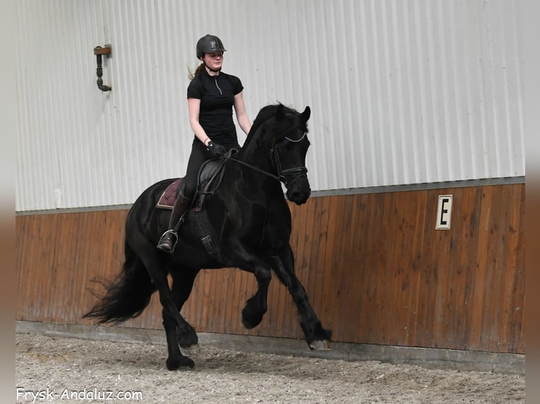 Friesen Stute 7 Jahre 165 cm Rappe in Mijnsheerenland