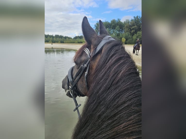 Friesen Stute 7 Jahre 165 cm Rappe in Drouwenermond