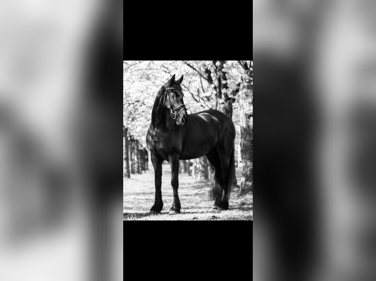 Friesen Stute 7 Jahre 165 cm Rappe in Drouwenermond
