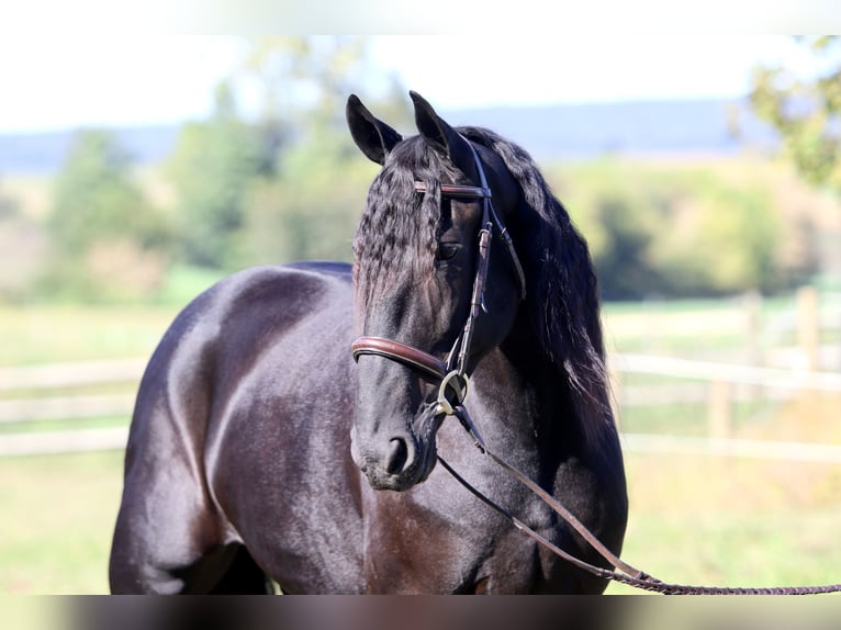 Friesen Mix Stute 7 Jahre 165 cm Rappe in Gap