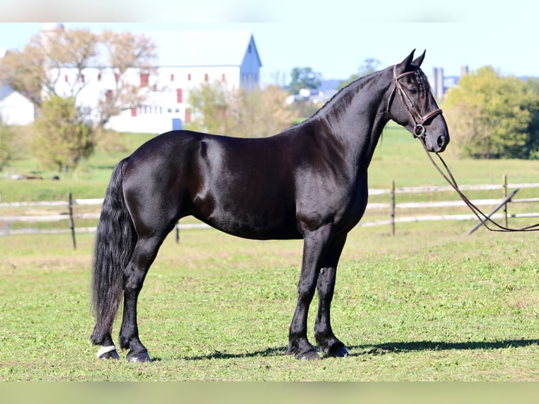 Friesen Mix Stute 7 Jahre 165 cm Rappe in Gap