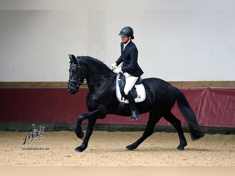 Friesen Stute 7 Jahre 165 cm Rappe in We&#xDF;ling