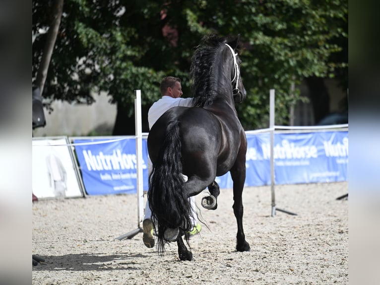 Friesen Stute 7 Jahre 166 cm Rappe in Radonice