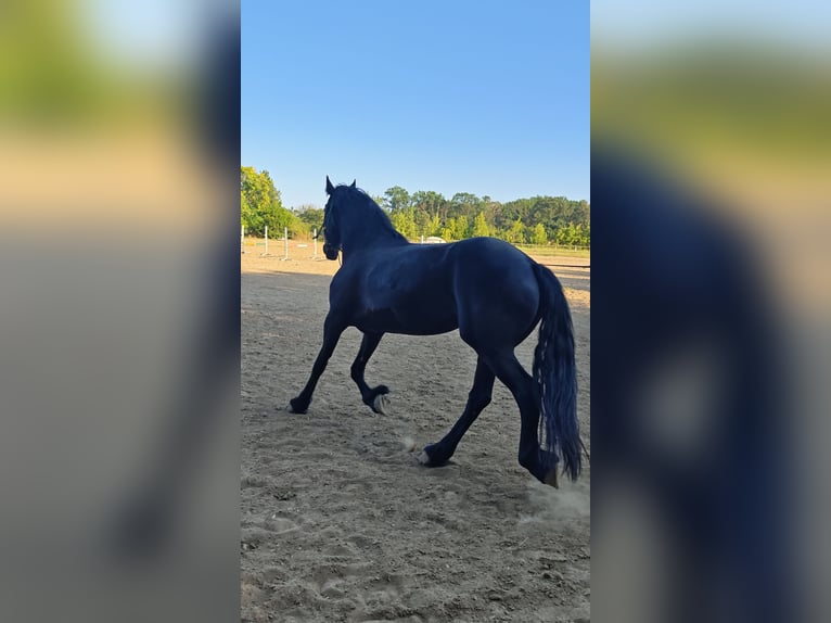 Friesen Stute 7 Jahre 167 cm Rappe in Snagov