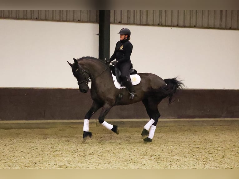 Friesen Stute 7 Jahre 168 cm Rappe in Zuid-Beijerland