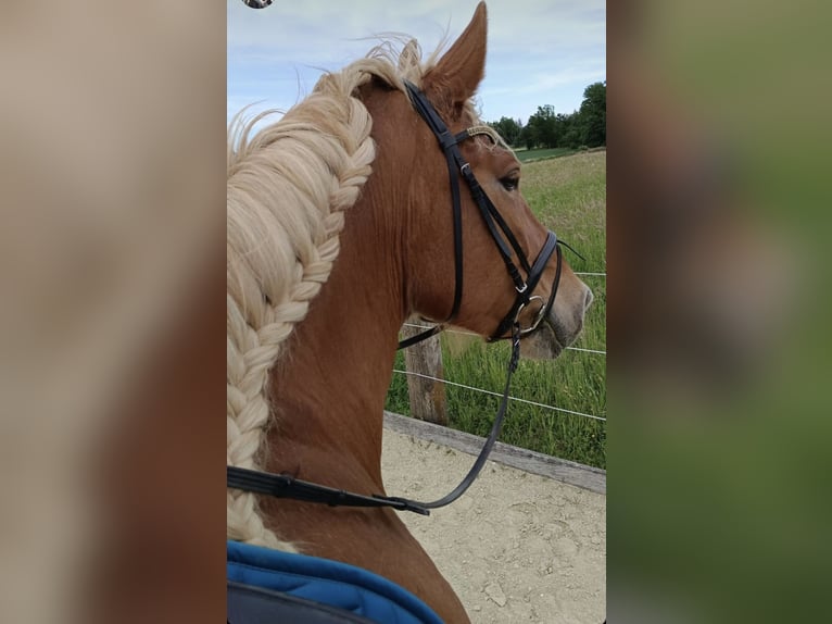 Friesen Mix Stute 7 Jahre 175 cm Fuchs in St. Johann in Engstetten
