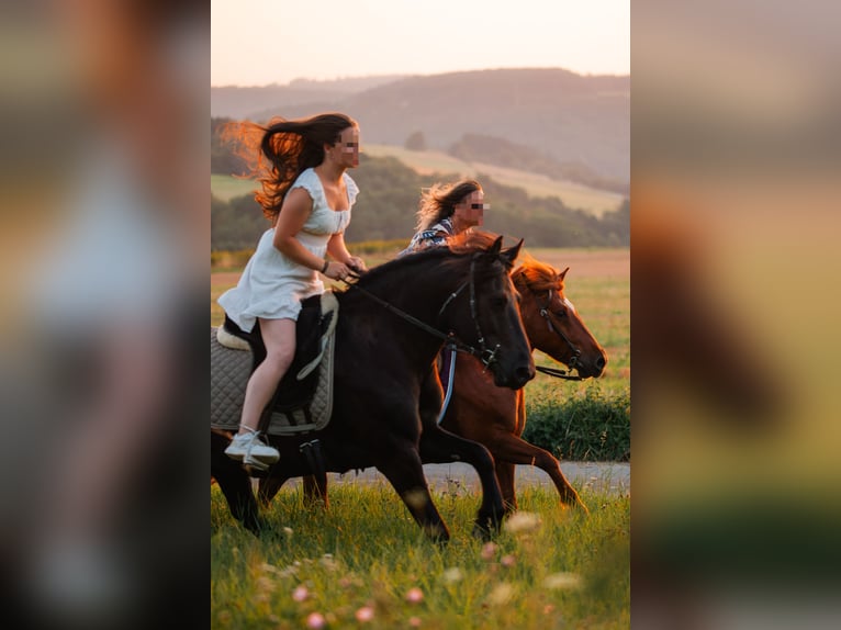 Friesen Mix Stute 8 Jahre 140 cm Rappe in Dhronecken