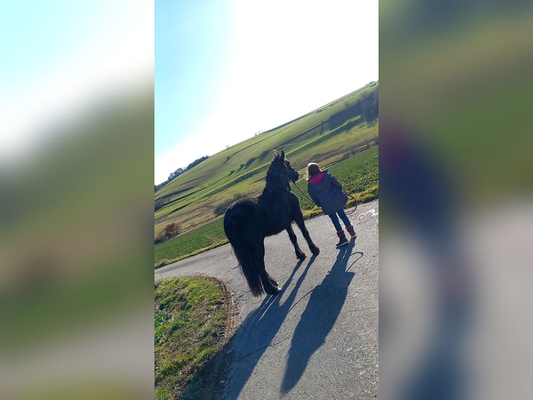 Friesen Mix Stute 8 Jahre 140 cm Rappe in Dhronecken