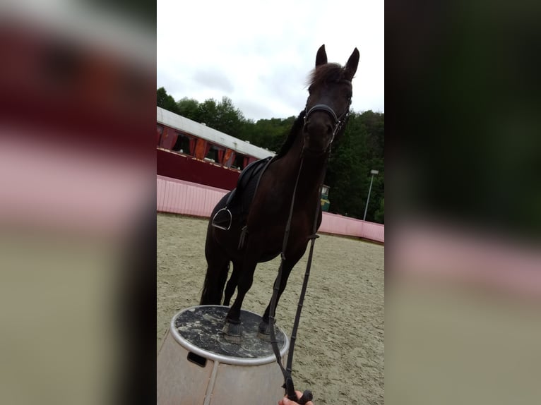 Friesen Mix Stute 8 Jahre 140 cm Rappe in Dhronecken