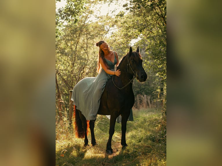 Friesen Mix Stute 8 Jahre 140 cm Rappe in Dhronecken