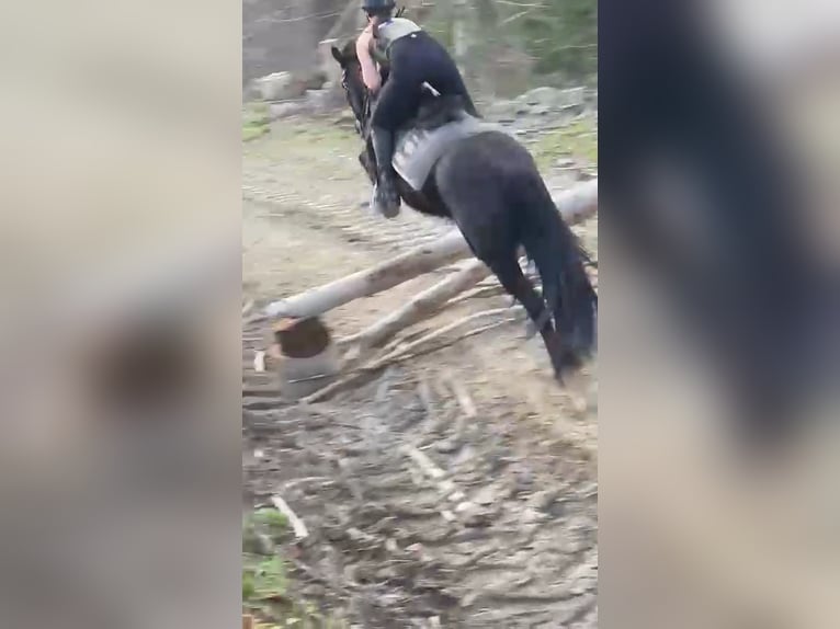 Friesen Mix Stute 8 Jahre 140 cm Rappe in Dhronecken