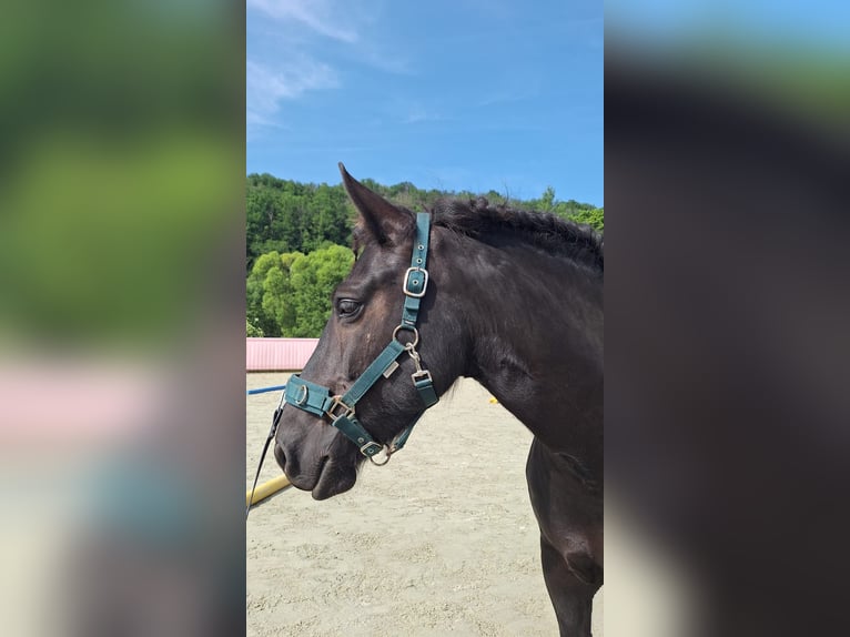Friesen Mix Stute 8 Jahre 140 cm Rappe in Dhronecken