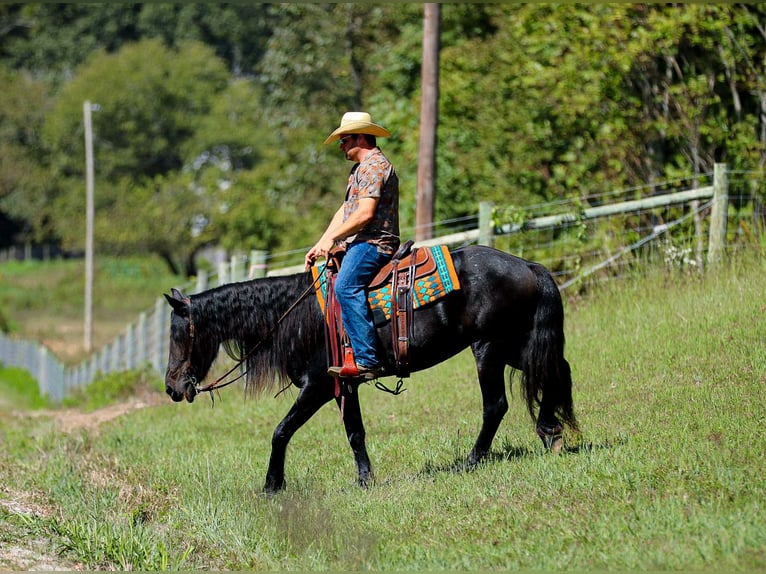 Friesen Stute 8 Jahre 155 cm Rappe in Santa Fe