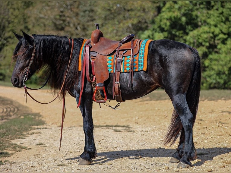 Friesen Stute 8 Jahre 155 cm Rappe in Santa Fe