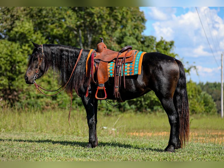 Friesen Stute 8 Jahre 155 cm Rappe in Santa Fe