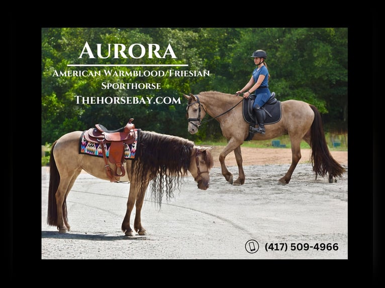 Friesen Mix Stute 8 Jahre 157 cm Champagne in Eatonton, GA