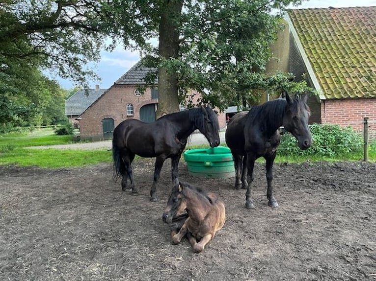 Friesen Mix Stute 8 Jahre 157 cm Rappe in Ambt Delden