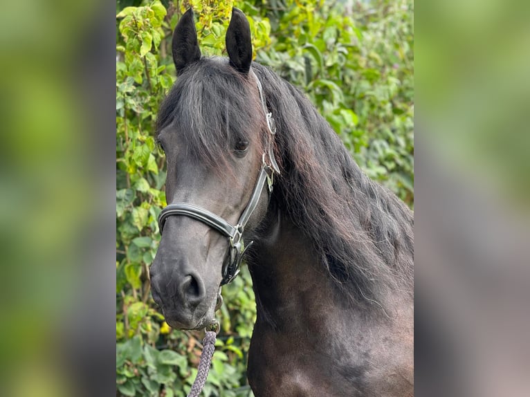 Friesen Stute 8 Jahre 160 cm Rappe in Morsbach