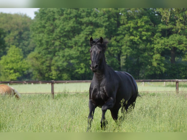 Friesen Stute 8 Jahre 160 cm Rappe in Senden