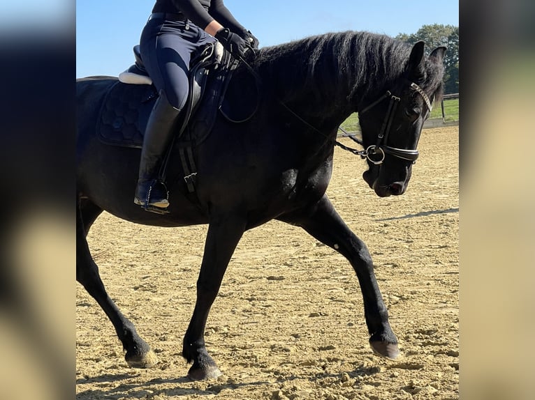Friesen Stute 8 Jahre 160 cm Rappe in Senden